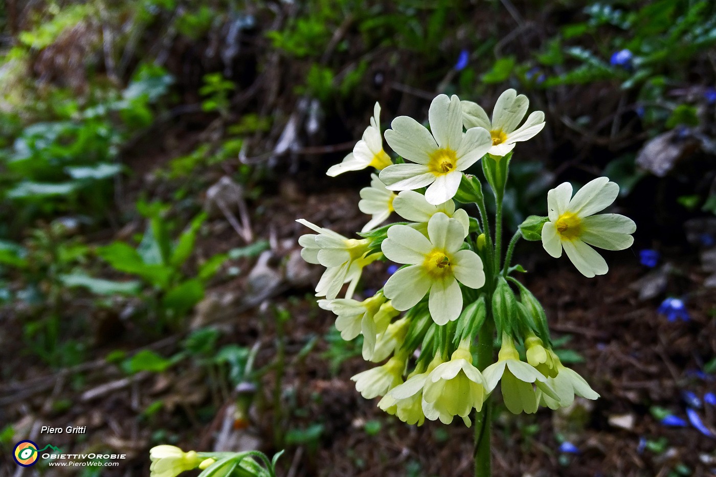 75 Primula odorosa (Primula veris).JPG -                                